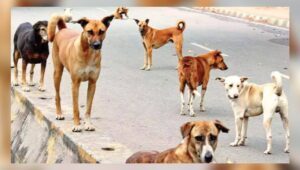 Hyderabad is reeling with stray dog menace
