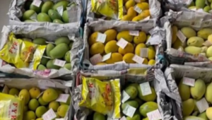 Two fruit vendors nabbed for selling artificially-ripened mangoes in Hyderabad