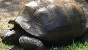 125-year-old Galapagos Giant Tortoise dies in Nehru Zoological Park in Hyderabad