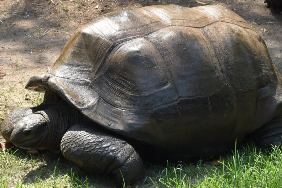 gaint Tortoise dies in zoo