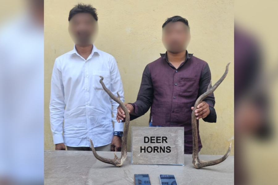 Illegal Deer Horns Possession