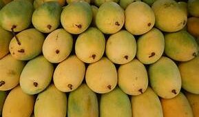 Two Borabanda vendors arrested for artificial ripening of mangoes