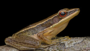 Researchers found Hylarana Gracilis frog in Eastern Ghats of India