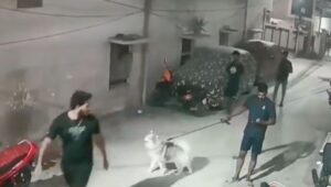 Brutal attack: Neighbor assaults pet owner, his family, and their pet in Madhura Nagar
