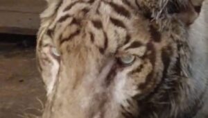 White Bengal tiger, Abhimanyu passes away in Hyderabad Zoo