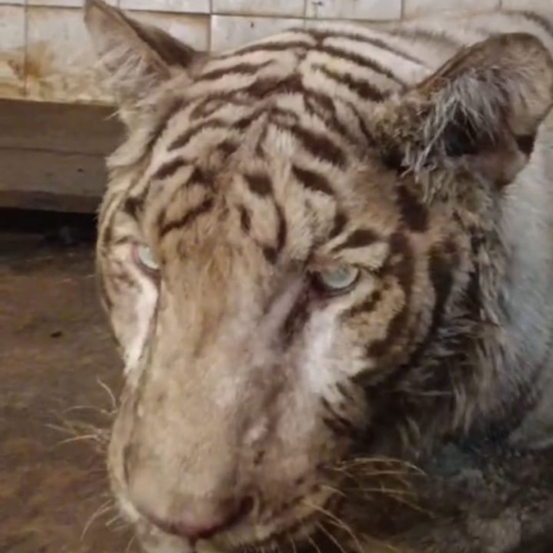 White Bengal Tiger, Abhimanyu Passes Away In Hyderabad Zoo