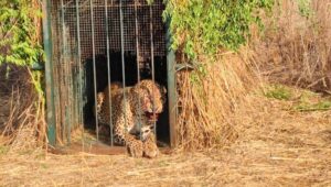 Forest department officials catches Elusive Leopard at Shamshabad