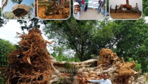 VATA Foundation: Leading charge for Tree conservation in Hyderabad