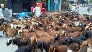 Hyderabad gears up for Bakrid: Qurbani services gain pace as festive preparations begin