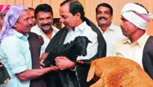 ED steps into Telangana Sheep distribution scam under BRS regime