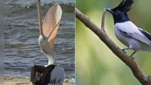 Photographers spot monsoon bird “Chatak Pakshi” in Hyderabad