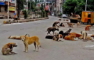 Telangana grapples with stray dog crisis after series of violent attacks