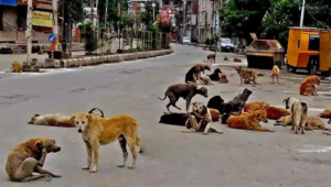 Telangana grapples with stray dog crisis after series of violent attacks