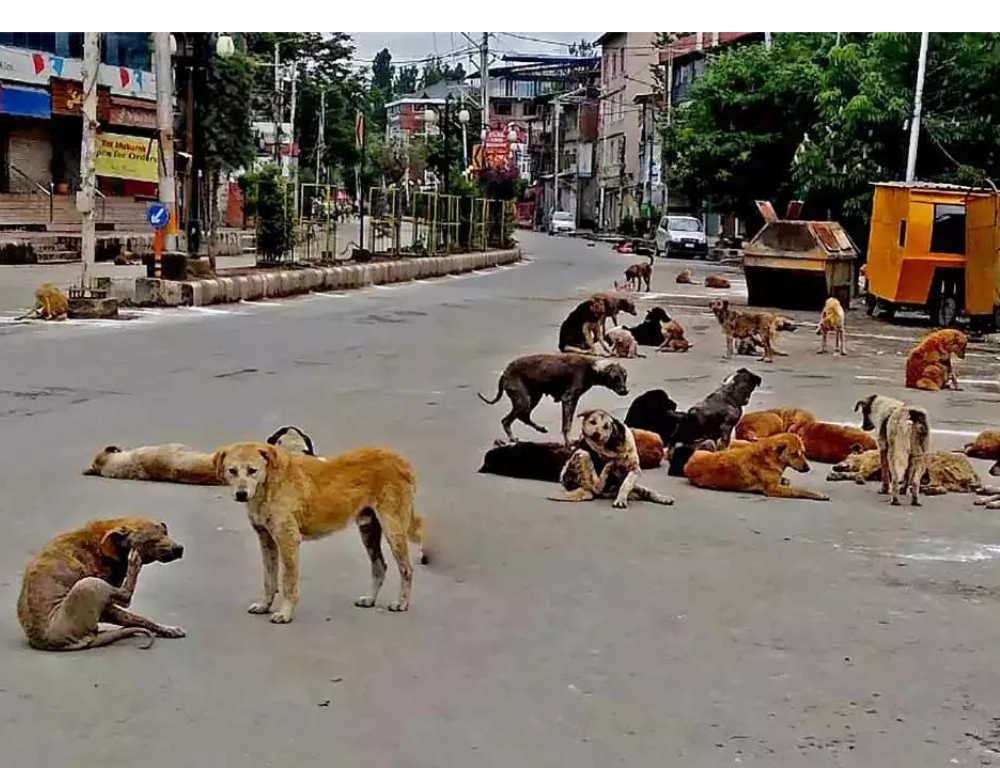 Stray dog crisis Telangana